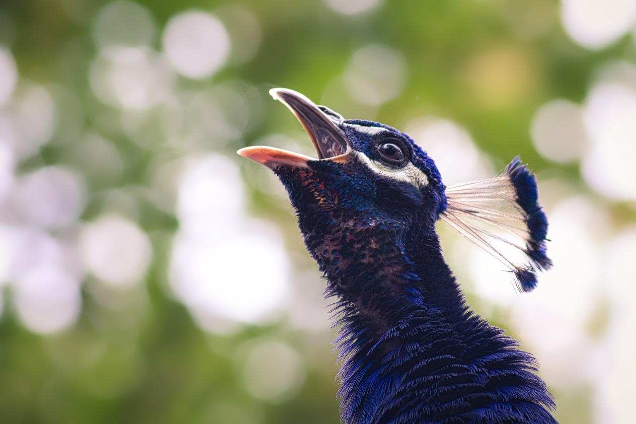 How to Create a Wildlife Habitat in Your Backyard